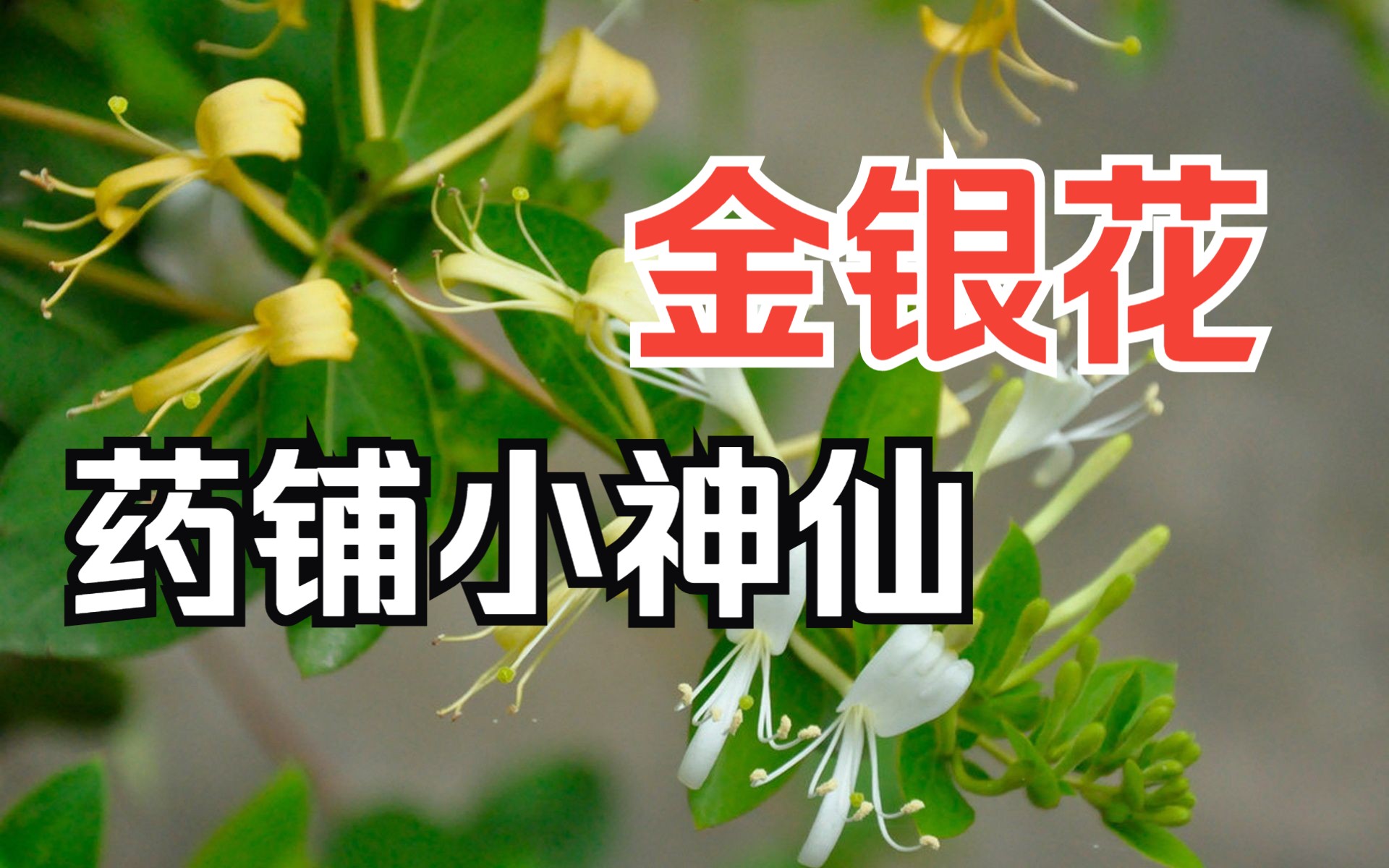 清热解毒的金银花哔哩哔哩bilibili