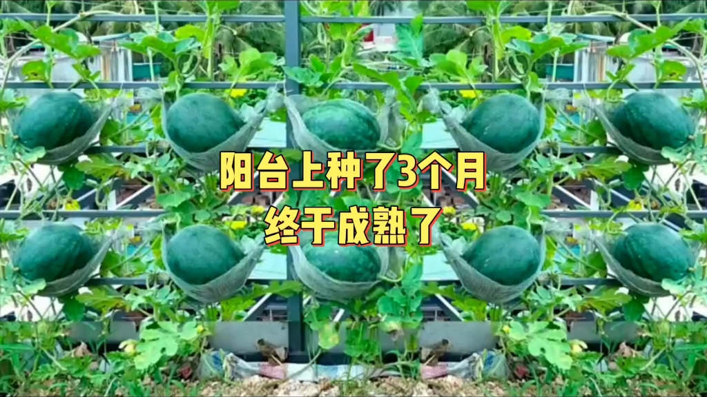 阳台种的大西瓜终于收获了!哔哩哔哩bilibili