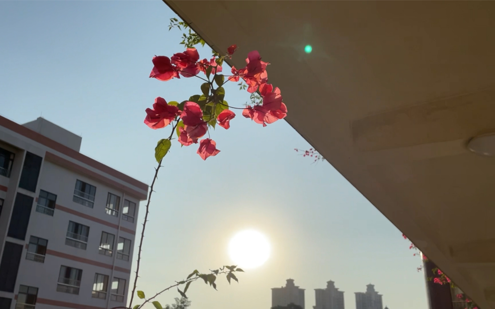 阳光与花的温柔泄露了你的心情