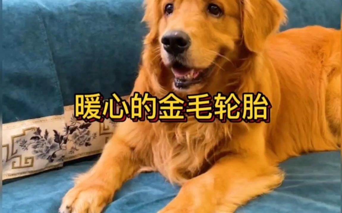 汪星人:金毛轮胎下雨给主人送伞,还会照顾小主人,真是主人的好帮手