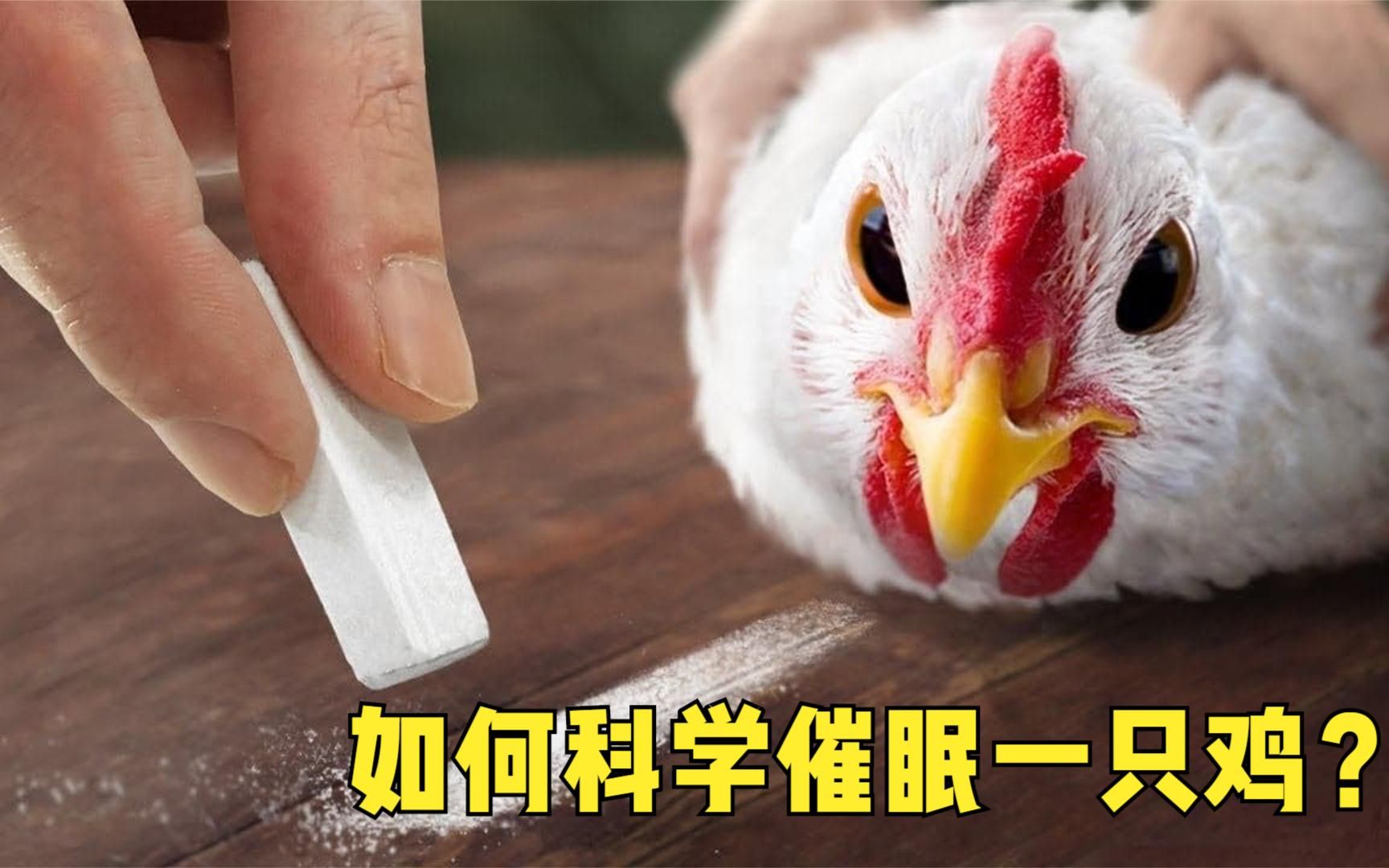 10个被催眠的动物,想催眠一只鸡?只需画一条横线!