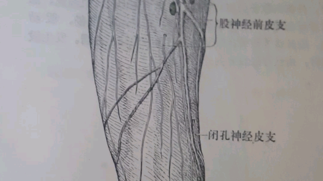 图479大腿前内侧面皮下静脉及神经哔哩哔哩bilibili