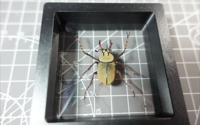黄粉鹿角花金龟标本制作