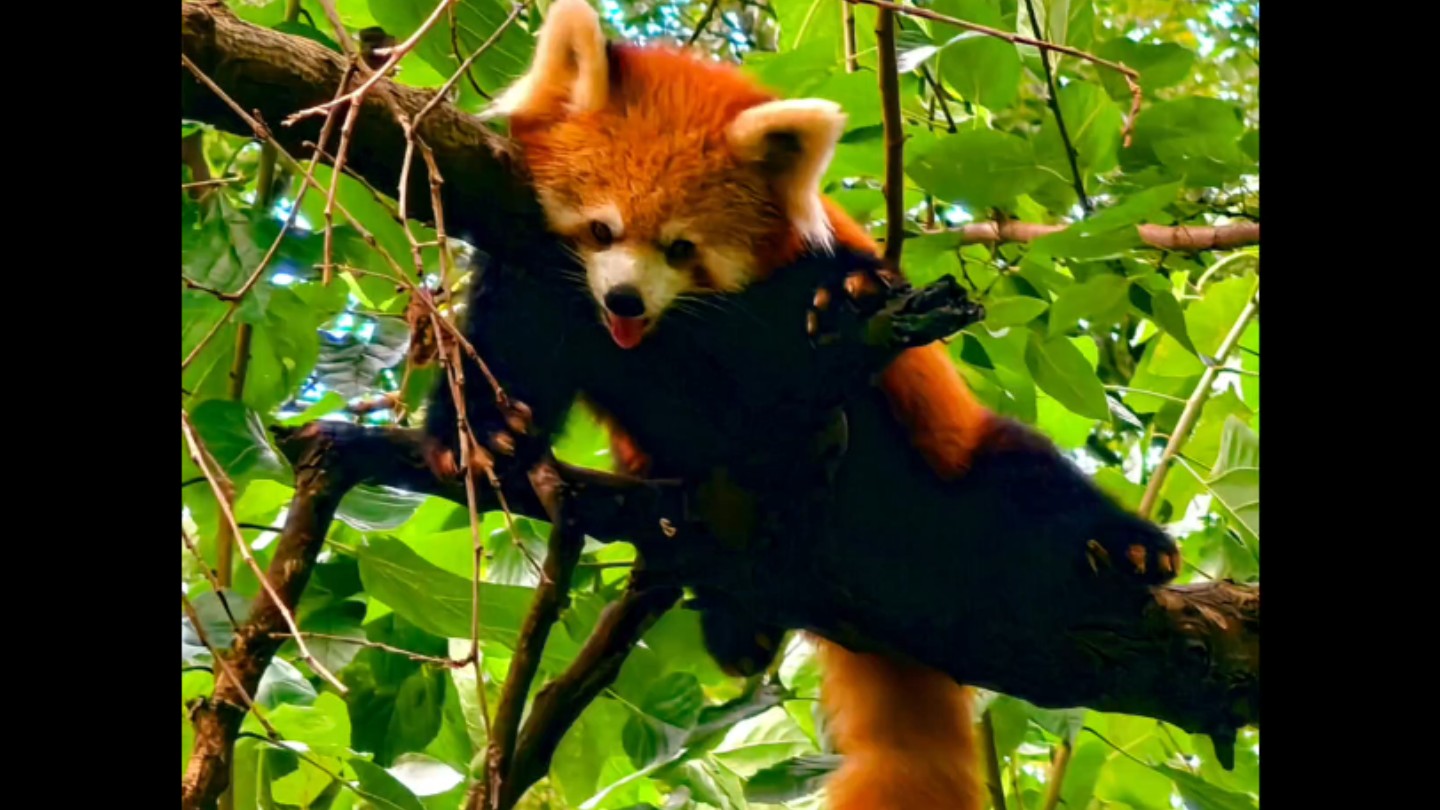 红山动物园的小熊猫超级可爱!