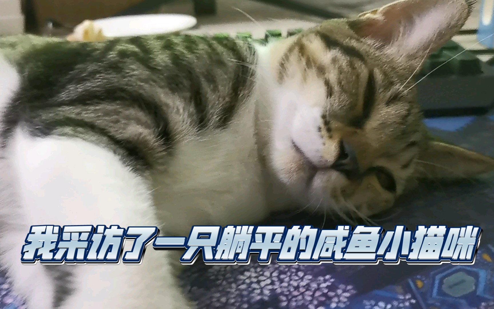 我采访了一只躺平的咸鱼小猫咪