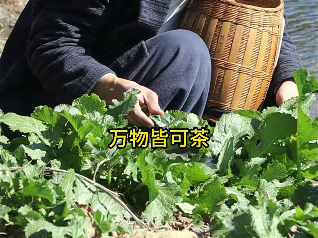 农村野菜做茶体验,芥菜茶?哔哩哔哩bilibili