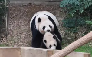 Скачать видео: 福宝玩铁丝网，爱宝在旁边焦急的来回转，终于带回了内场，还是不放心一直叼着走