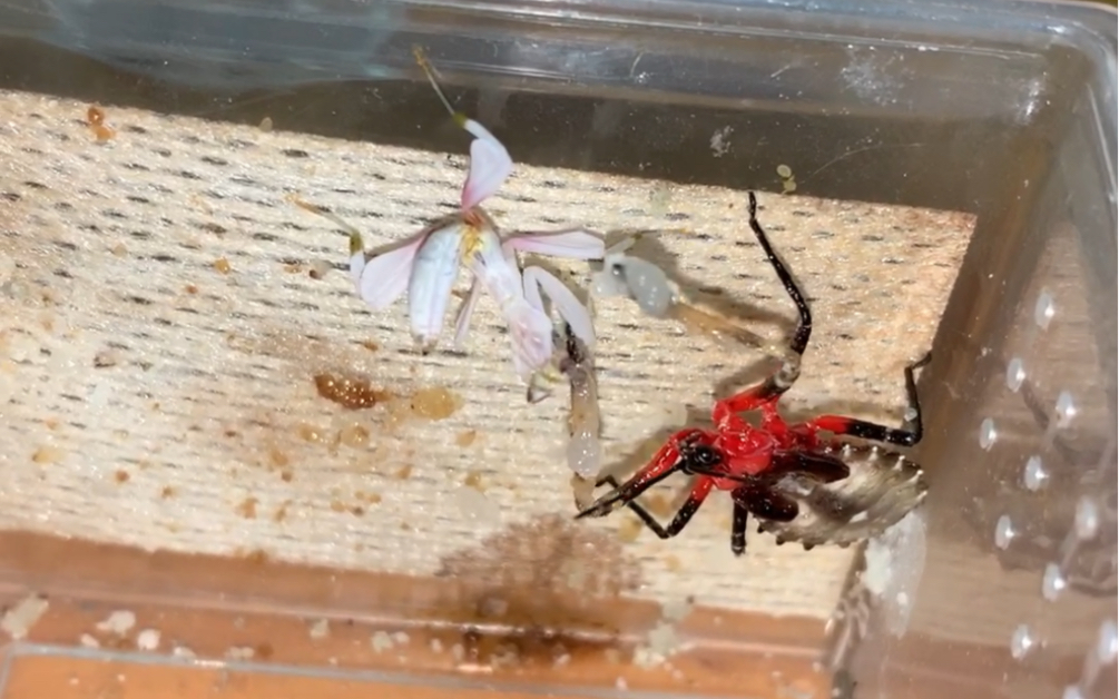 今天吃朵小花叭(胶猎蝽捕食兰花螳螂)