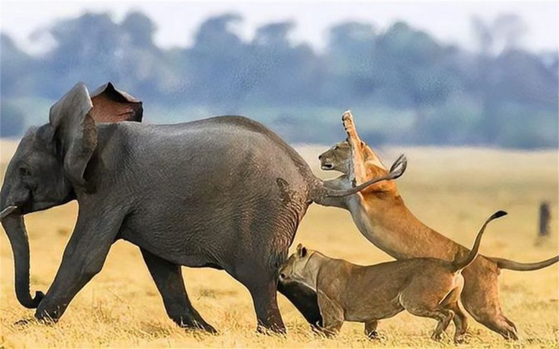 狮子伺机偷袭大象,却被大象疯狂甩头,狮子当场被甩飞!