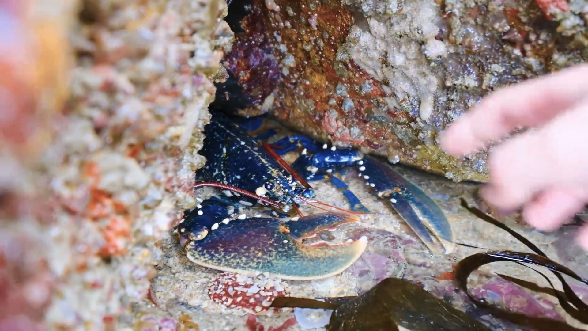 在法国赶海,勇闯龙虾岛,3斤大的蓝龙虾随便捡