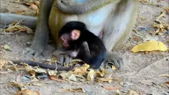 Download Video: 因为母猴没有奶水给猴宝宝喝，幼崽饿的直接啃食地上的土幼崽还能活多久