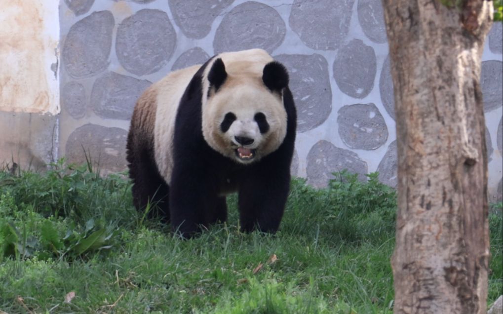 【大熊猫梦梦】梦梦你快变成小羊羔啦,怎么这么漂亮可爱呢