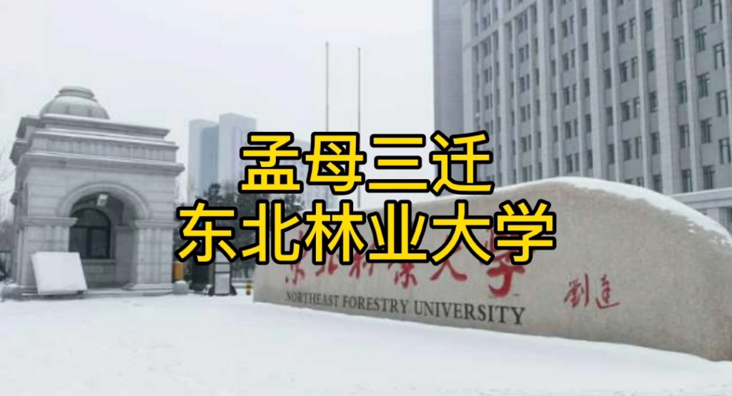 东北林业大学历年各省录取分数哔哩哔哩bilibili