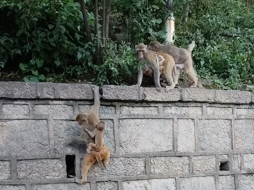 猴子换山!