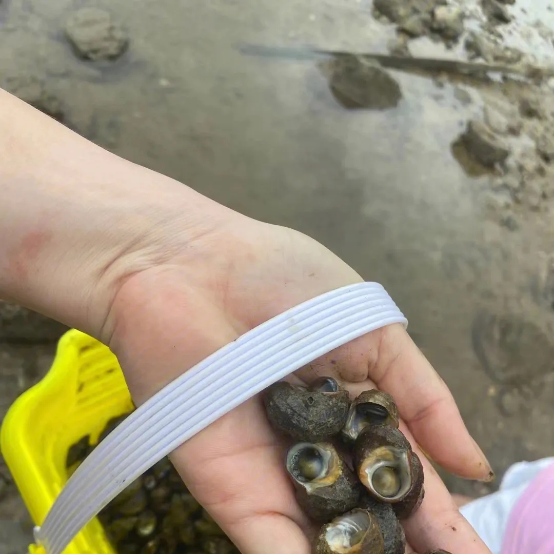 牛角螺好多呀,一堆一堆的