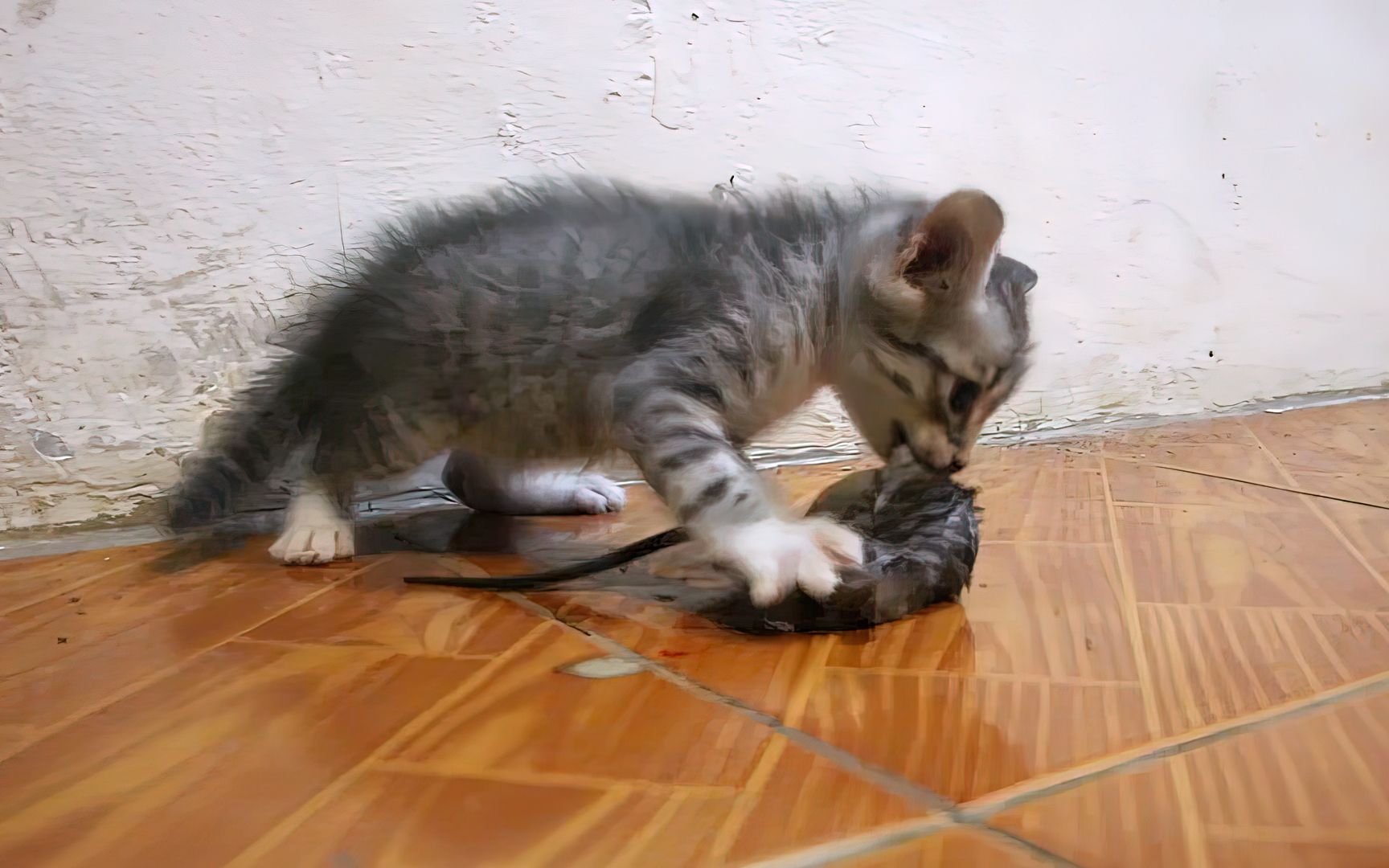 [图]小奶猫刚满月，就学会了独自捉老鼠，这猫长大了可不得了