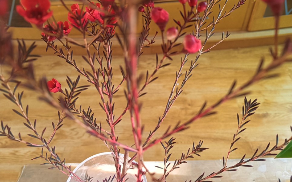 素问61灵兰秘典论篇第八