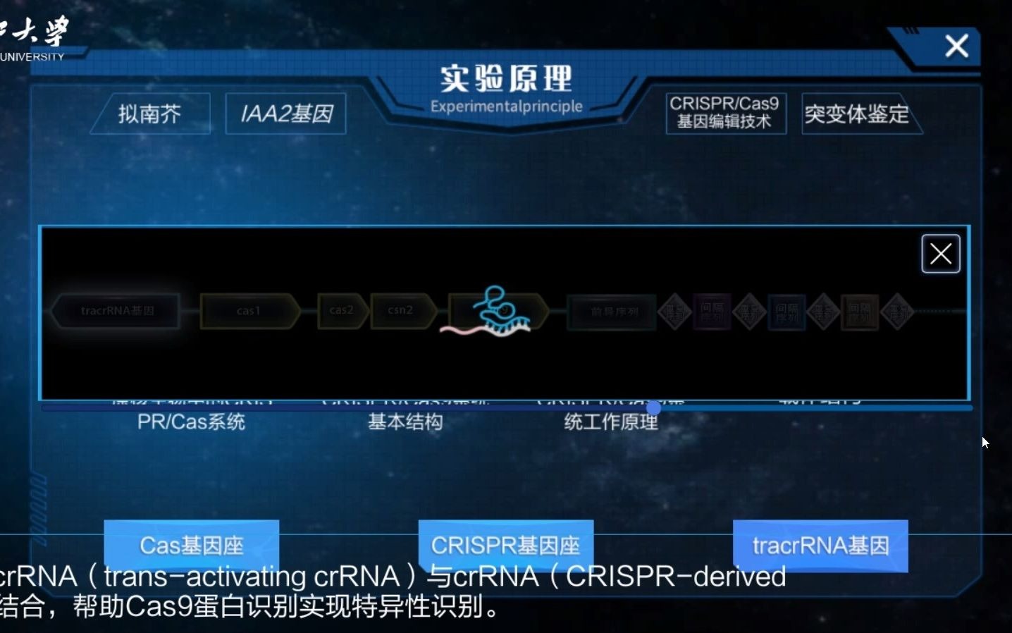 植物拟南芥CRISPR/Cas9基因编辑虚拟仿真实验哔哩哔哩bilibili