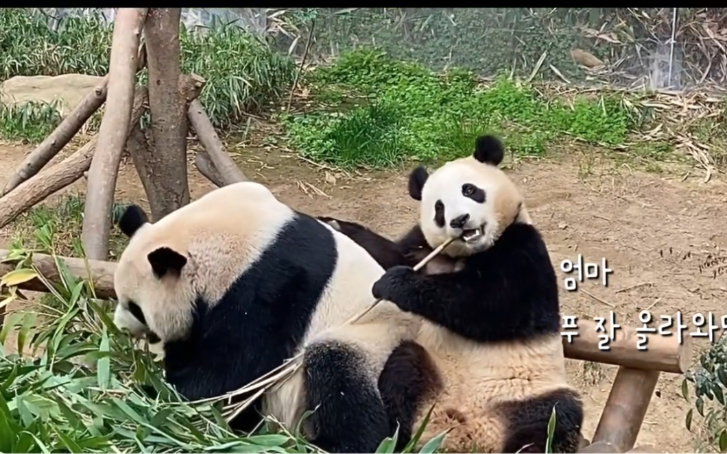 大熊猫福宝这吃饭姿势为什么比你妈还像老油条220330