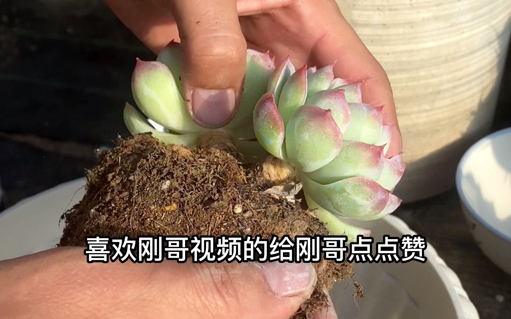 长的很紧凑的多肉植物浇水容易烂怎么办?撸点叶片更安全!哔哩哔哩bilibili