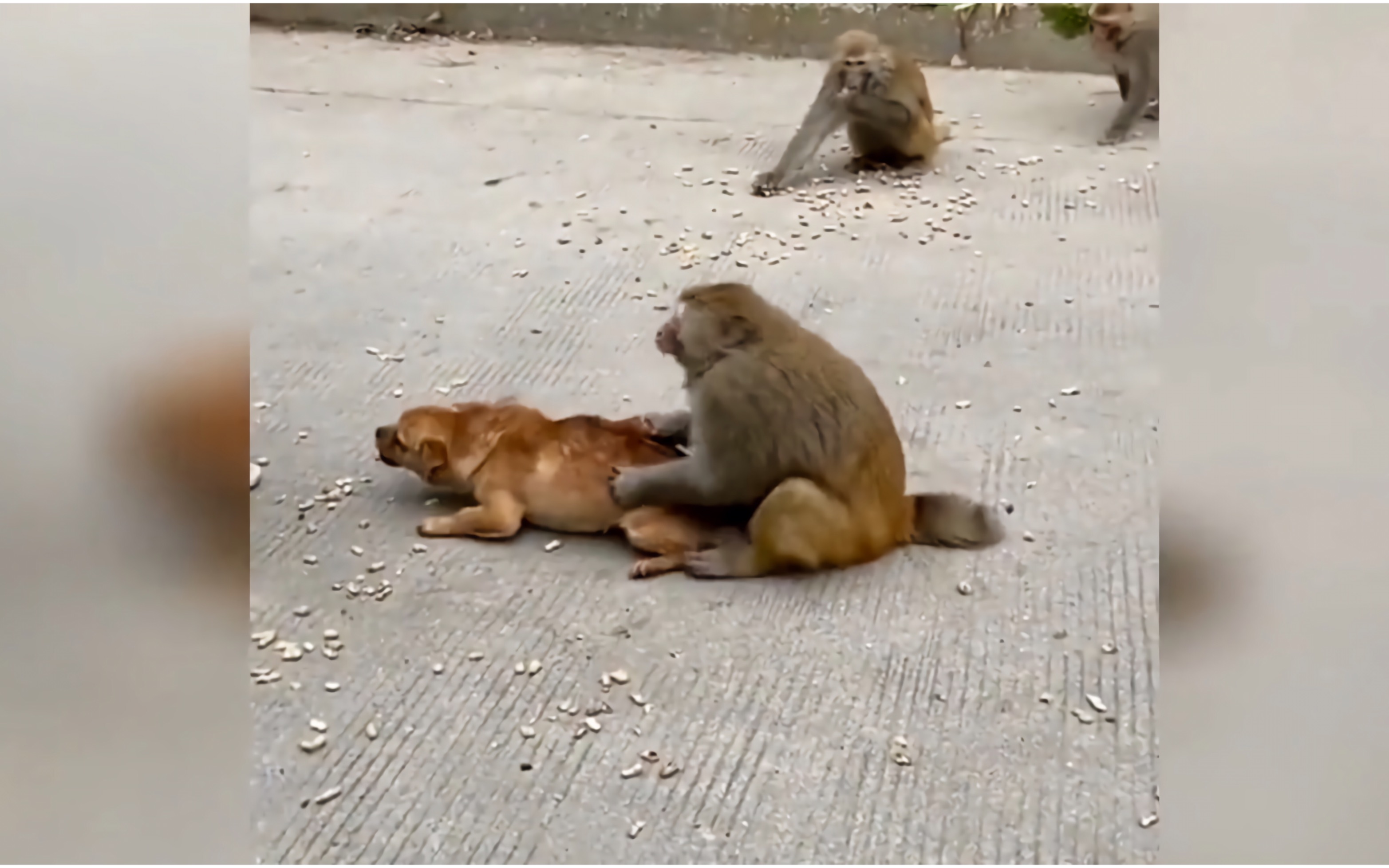 動物爆笑失誤場面合集一個比一個搞笑這猴子就看狗子不順眼了