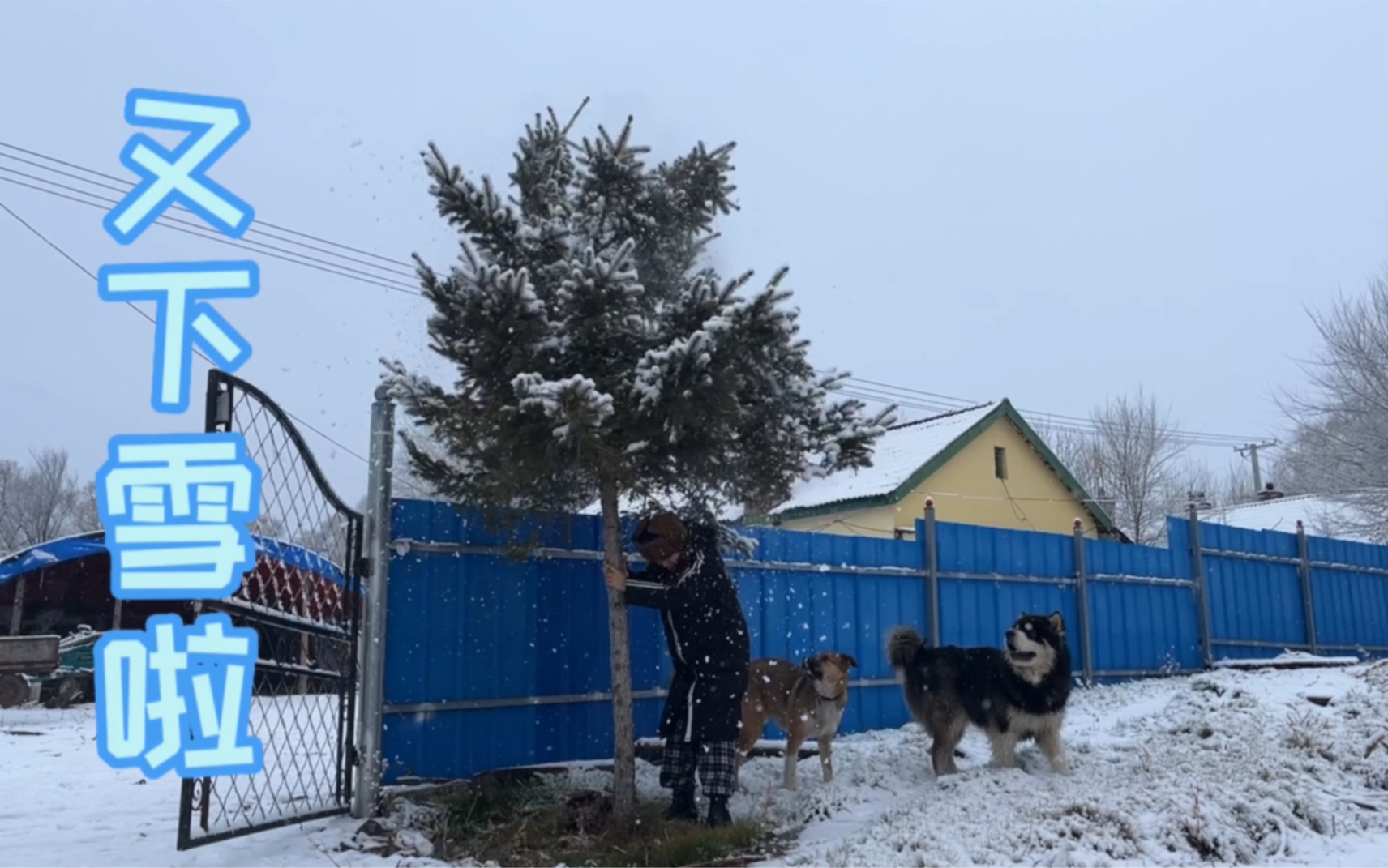 阿拉斯加犬跟下雪天更配哦:不知道该羡慕谁,是人快乐还是狗快乐哔哩哔哩bilibili