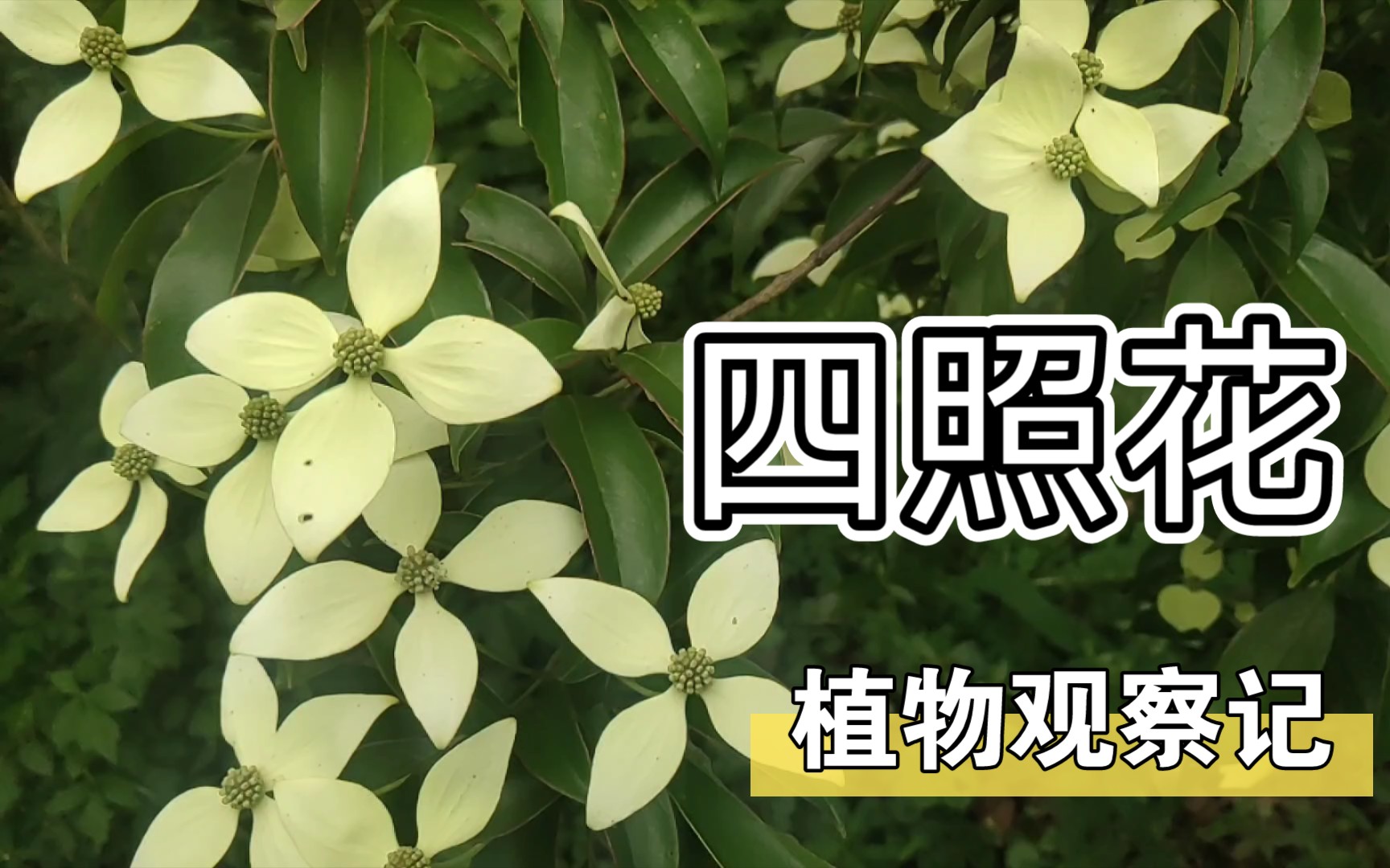 【植物观察记】四照花哔哩哔哩bilibili