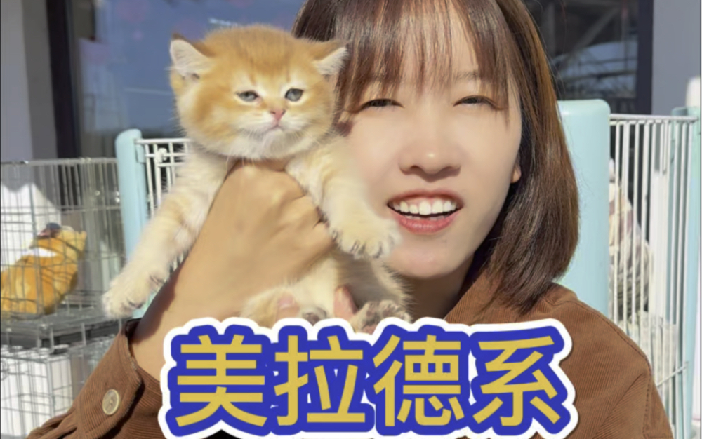 美拉德系的猫猫,稀有色巧克力金渐层哔哩哔哩bilibili