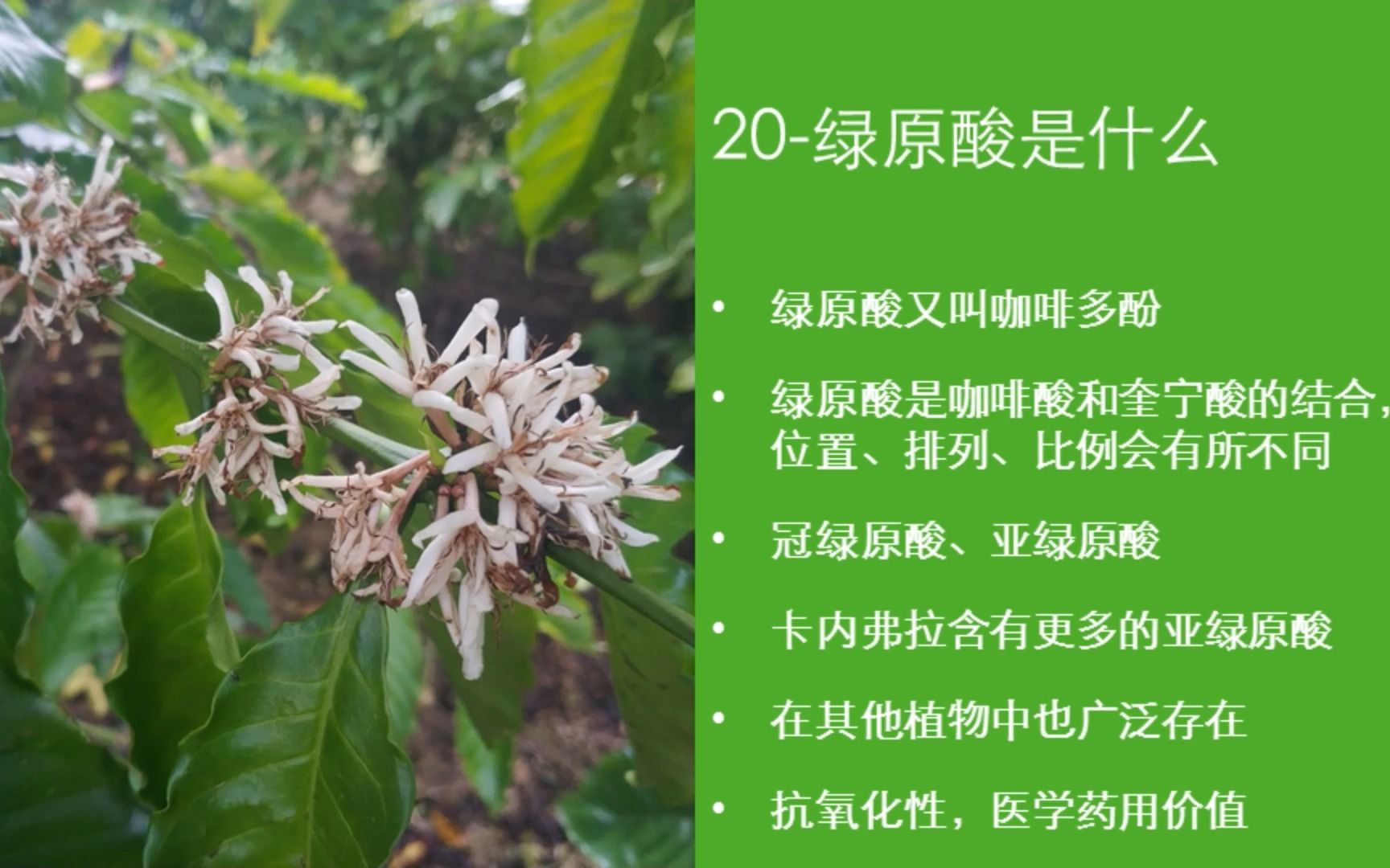 活动作品嗡嗡说咖啡第二十集咖啡里的绿原酸是什么