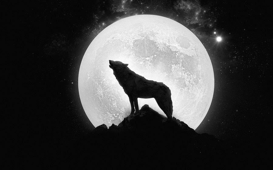 狼为什么对着月亮嚎叫?真的对月亮"情有独钟"吗?