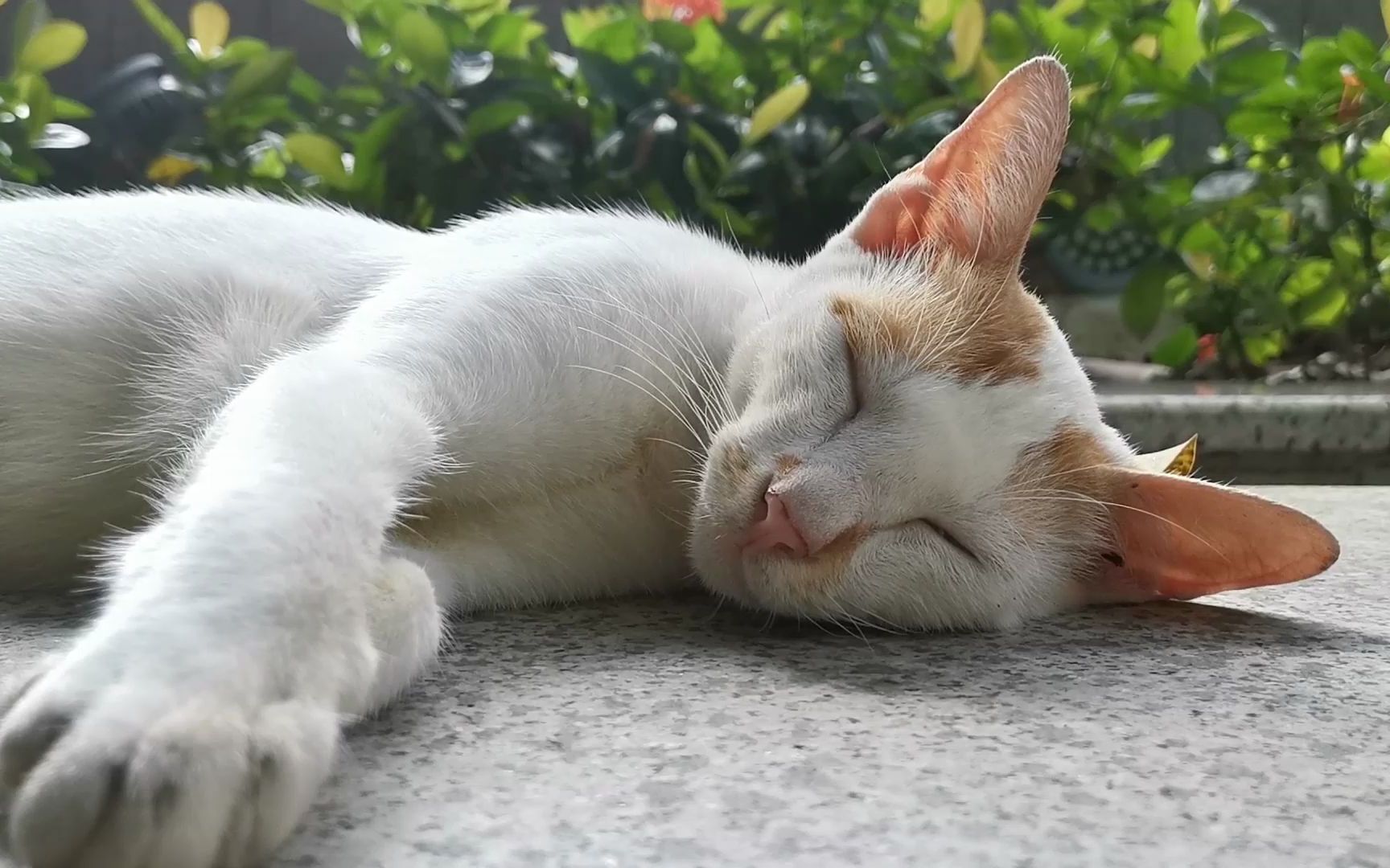 观察午睡中的一滩猫