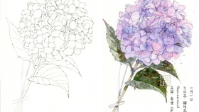 水彩 生日花1月1日绣球花1号 哔哩哔哩 つロ干杯 Bilibili