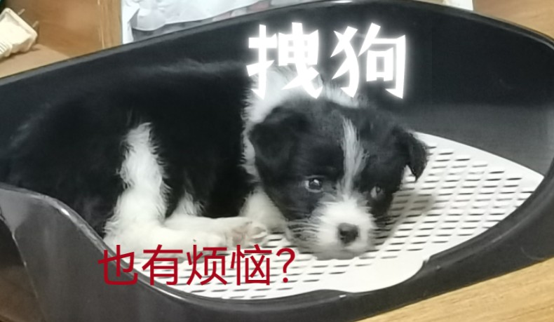 三斤狗子,两斤半反骨