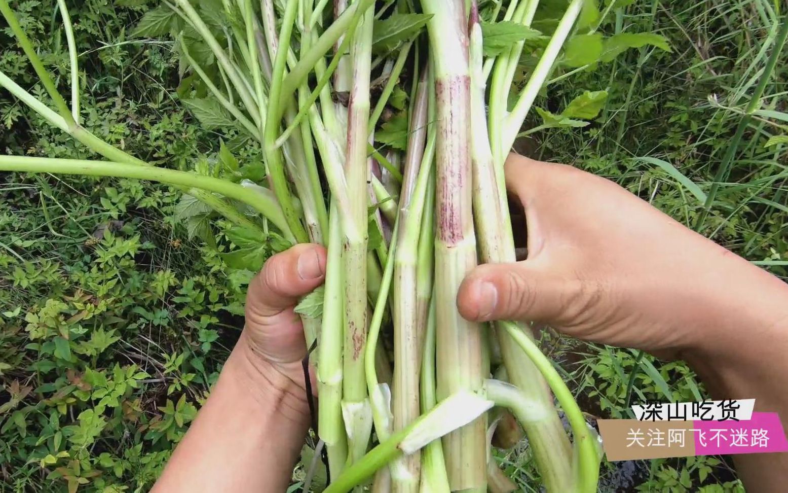 [图]云南山里的小河，野菜野果超级多