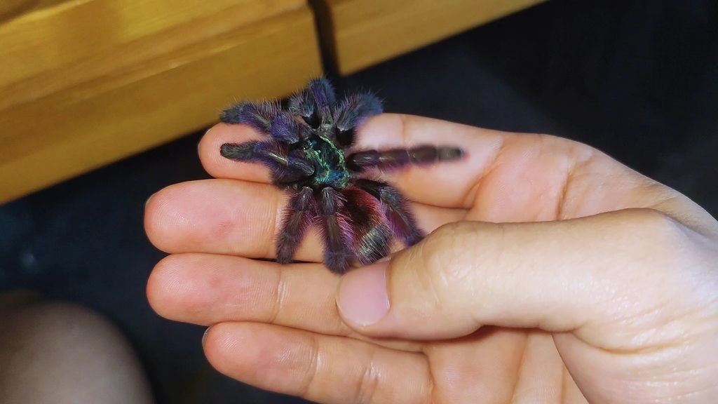 活动  【捕鸟蛛】粉趾绝食一个月,终于蜕皮了!