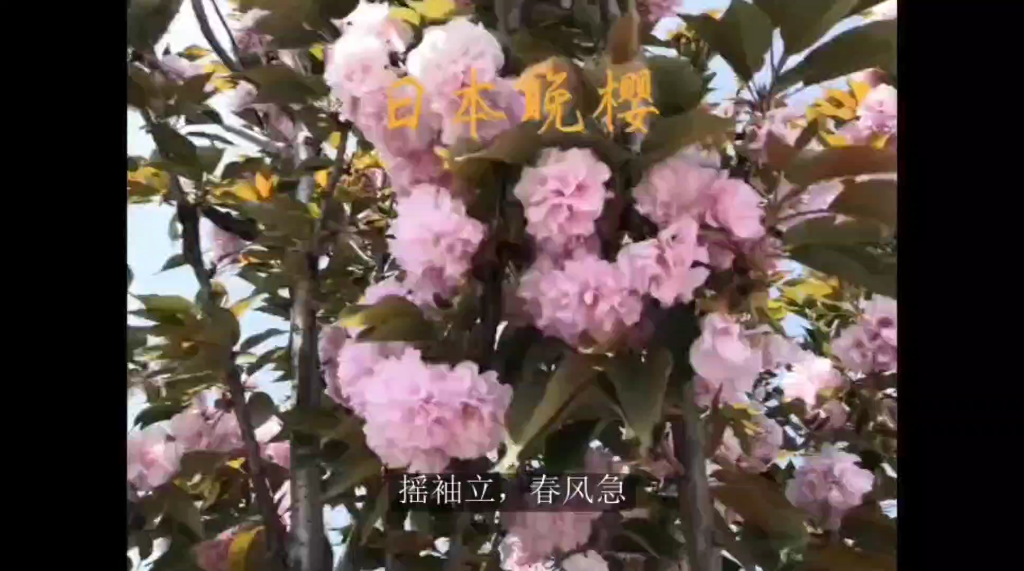 植物科普—日本晚樱哔哩哔哩bilibili