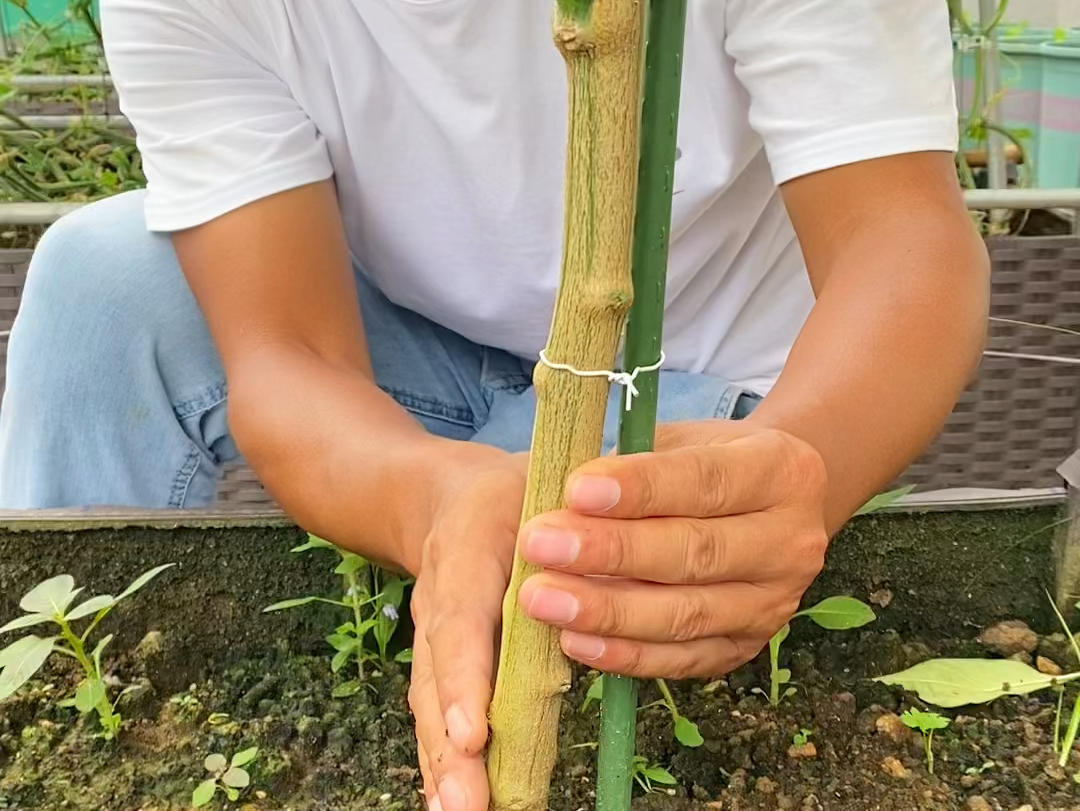 辣椒养成树#阳台种菜 #辣椒种植 #种植小技巧哔哩哔哩bilibili