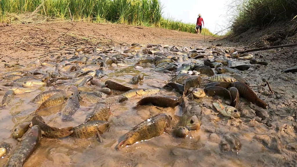 黑子去野外搞野发现几百条鱼在干枯的河流里,半个月不用为吃发愁啦!