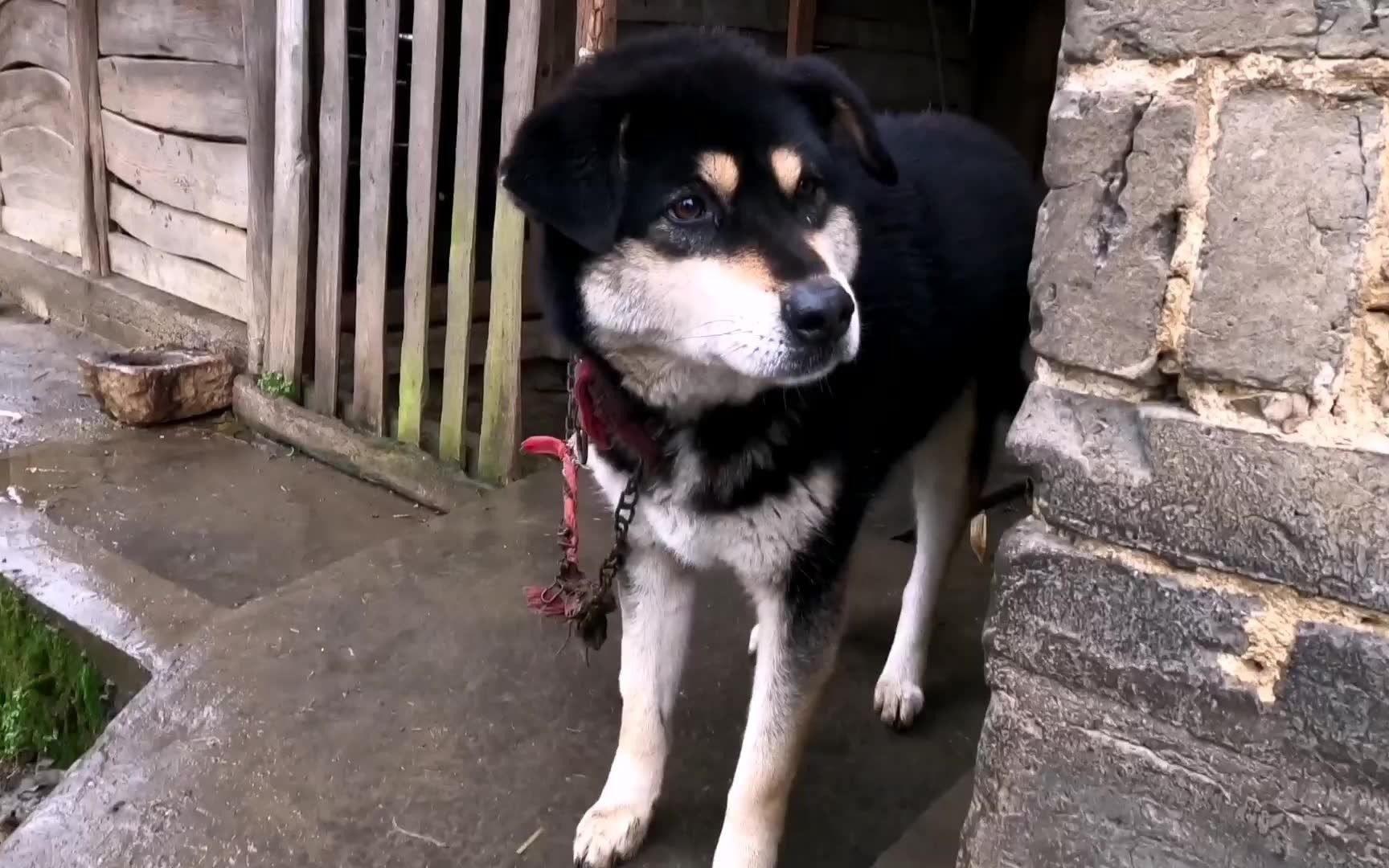 中华田园犬豆豆,豆哥为了让大家能看清像狗的熊,豆哥魂都吓飞了