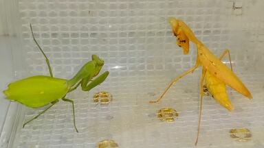 硕宽额螽（Eurymetopa obesa）活撕中华大刀螳_哔哩哔哩_bilibili