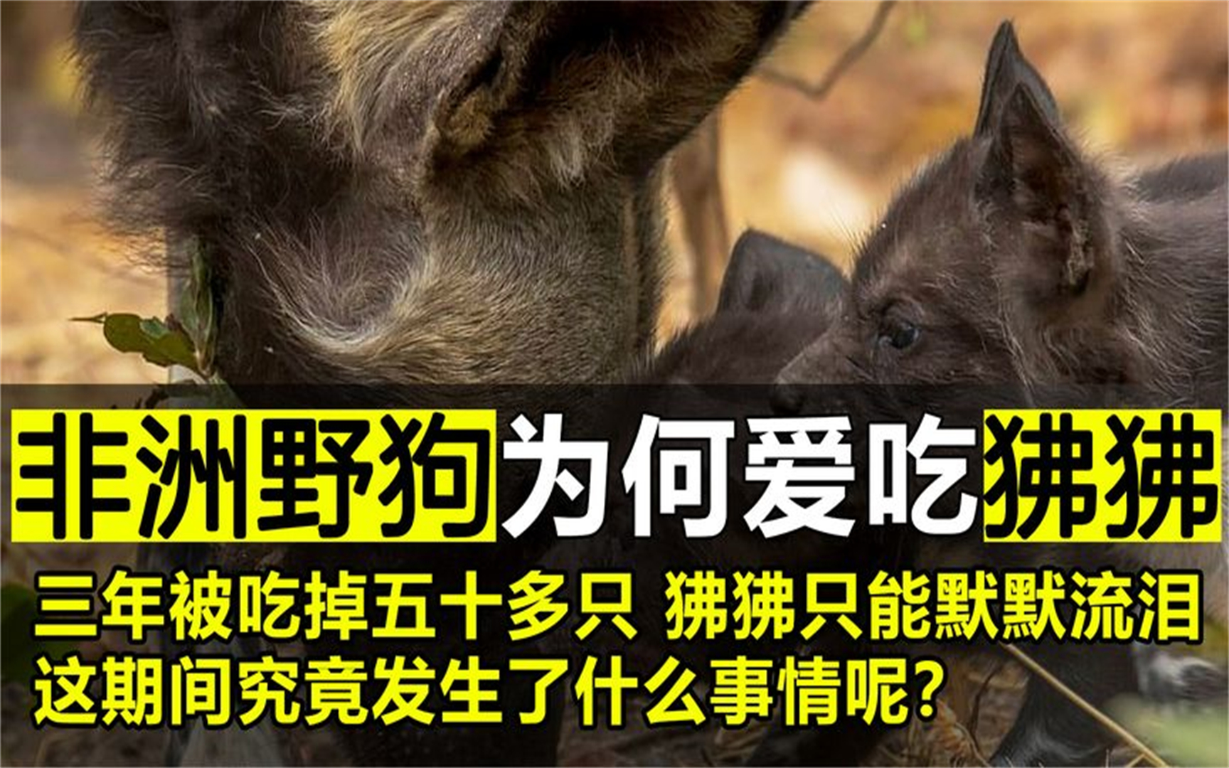非洲野狗为何爱吃狒狒?三年吃掉五十多只,狒狒只能默默流泪