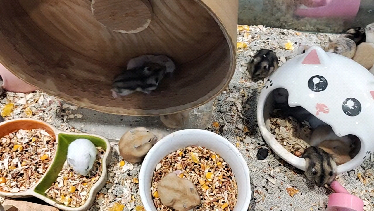 周末宠物店的仓鼠