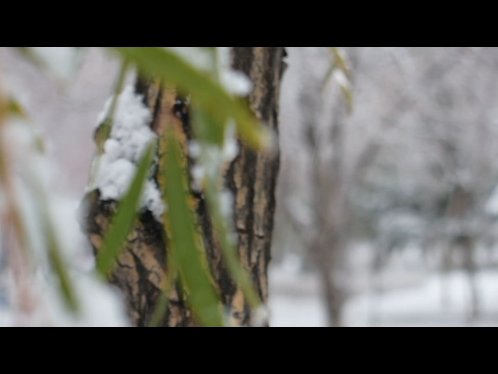 把今年的遗憾埋进冬天的雪里,等到来年长出新的期待吧哔哩哔哩bilibili