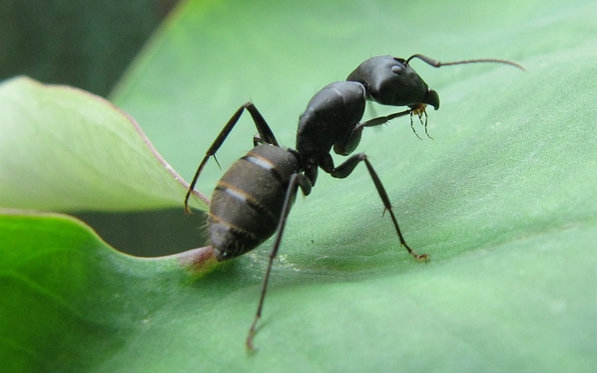 蚂蚁的小舌头