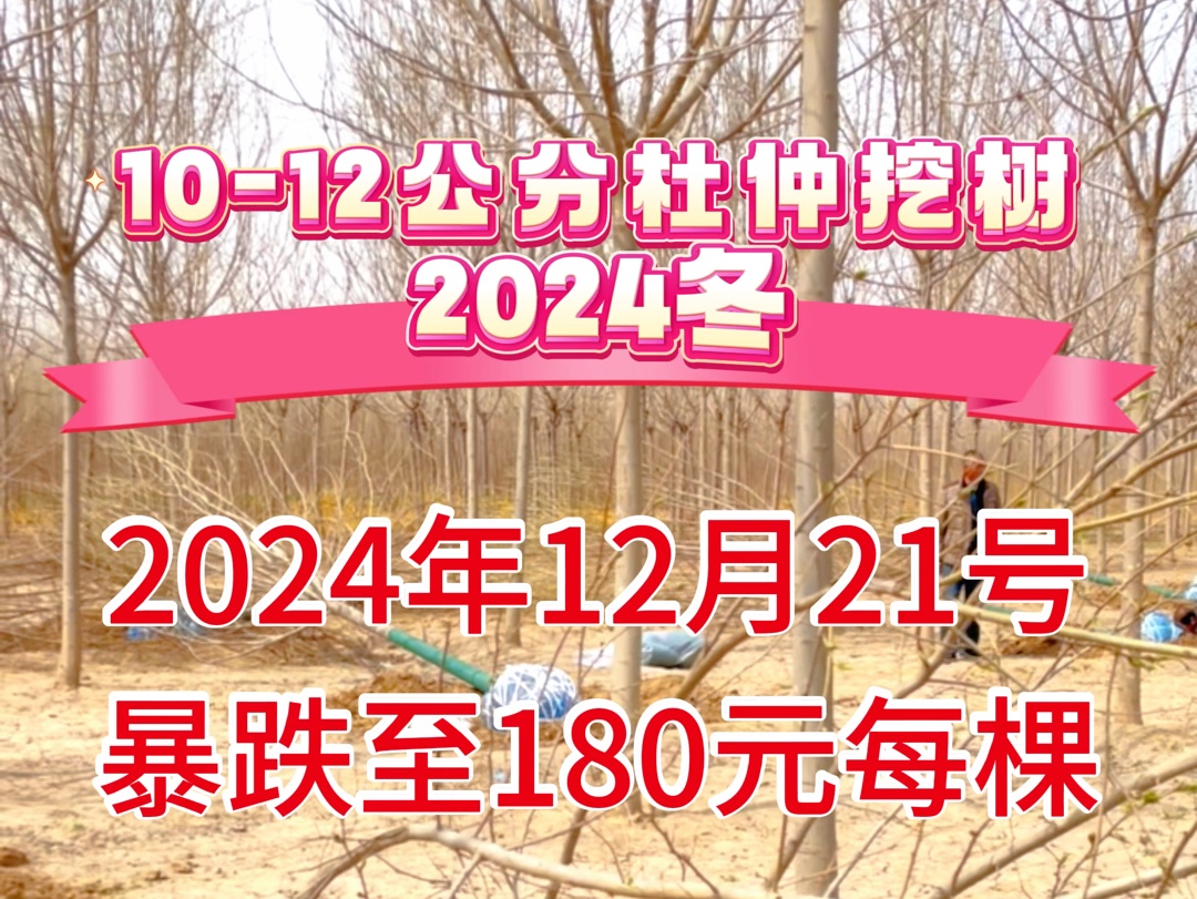 2024年12月21日10公分杜仲树价格暴跌哔哩哔哩bilibili