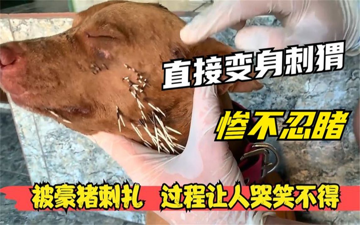 被豪猪凌虐的狗狗,主人花费一个多小时拔刺,救援过程让人心疼!