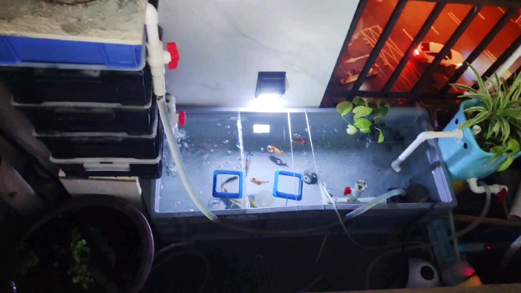 室外周转箱养兰寿基本完成配了周转箱过滤和垃圾桶沼泽过滤