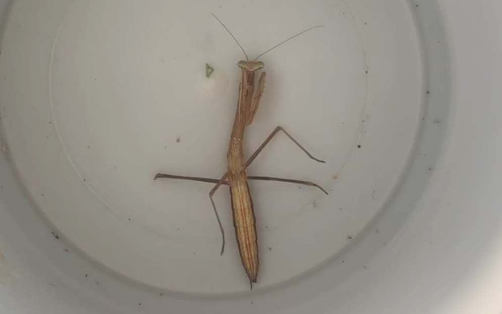 利氏舞蛛把小螳螂吓到装死