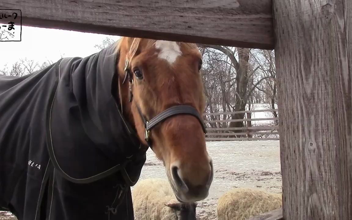 27岁的大树快车近况