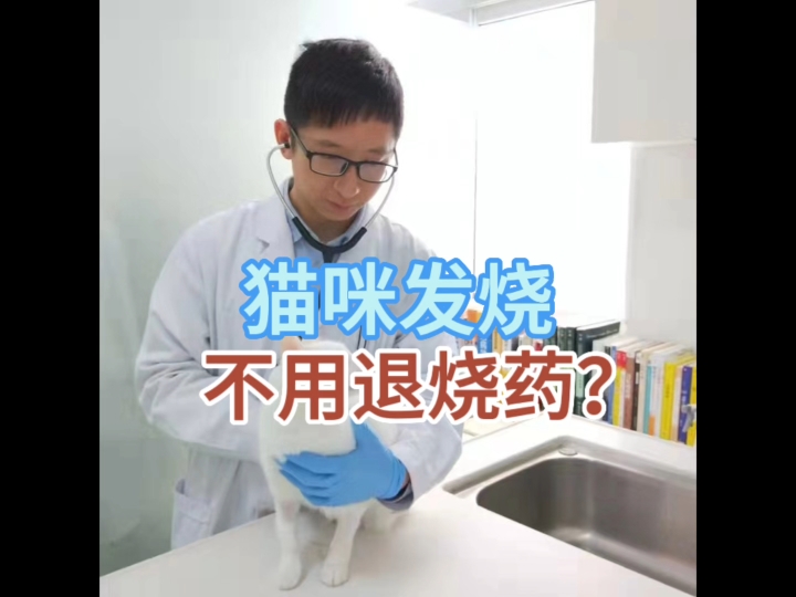 [图]猫咪发烧不用退烧药？